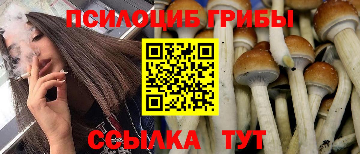 Псилоцибиновые грибы прущие грибы  Псилоцибиновые грибы прущие грибы  Знаменск  Вход с VPN 